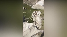 Invaso da pesci morti: che succede all'Alcantara?