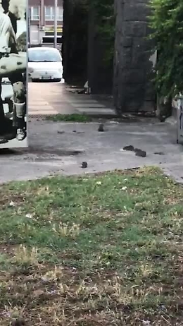 Catania, allarme pantegane in corso Sicilia: zona invasa da ratti giganti