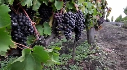 Etna, la festa della vendemmia
Un rito che si ripete rinnovandosi