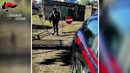 Corsa clandestina di cavalli a Paternò in pieno lockdown: due denunciati