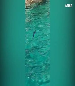 Raro avvistamento sotto costa di aguglie imperiali nel Sorrentino