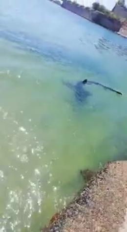 Uno squalo verdesca nelle acque di Augusta