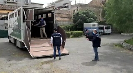 San Giovanni Galermo, ecco i cavalli tenuti nella stalla lager