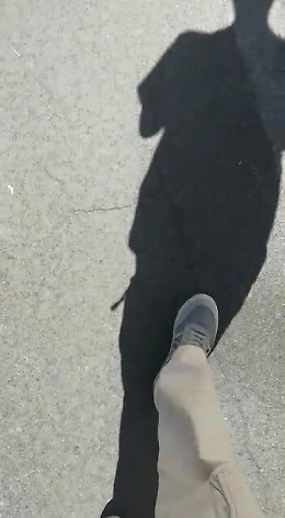 Catania: moria di piccioni