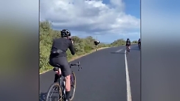 Lo struzzo corre insieme ai ciclisti: la scena &egrave; esilarante!