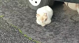 Micio investito nel Catanese, la denuncia dell'Enpa: «Non prestare soccorso è un reato»