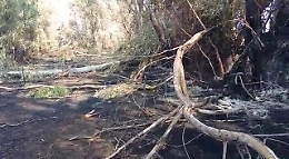 Incendio all'Oasi del Simeto, in fumo 60 ettari: ecco i danni