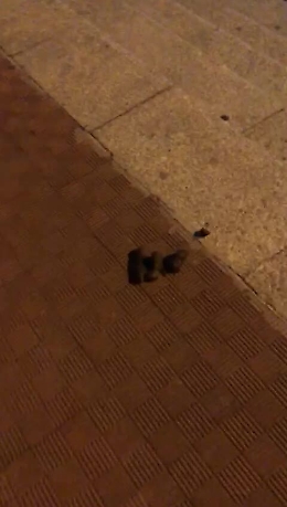 Catania: deiezioni canine davanti la chiesa