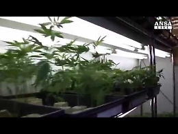 Marijuana, il ddl per legalizzarla