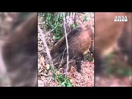 Cefalù, aggrediti da cinghiali, un morto