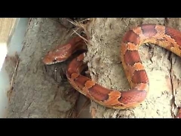 Agrigento, trovato serpente tropicale