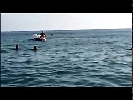 Agrigento, delfino in spiaggia "gioca" con i bagnanti