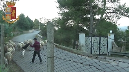 Valguarnera, pascolavano le pecore invece di lavorare al Comune