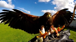 Poiana attacca i bambini di un asilo ad Aci Castello: “caccia” al rapace