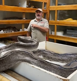 Il pitone attacca l'esperto di rettili che ci scherza su: «Ho sentito uno spostamento d'aria»