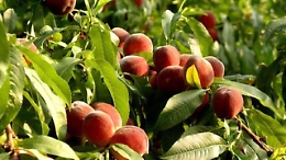 Pesche siciliane, la qualità che va premiata