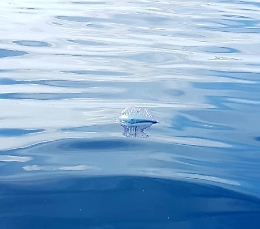 Allarme a Lampedusa per le meduse mortali, il sindaco: «Se le vedete non toccatele»