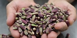 Anche il Pistacchio di Raffadali &egrave; Dop: arriva l'ok della commissione europea