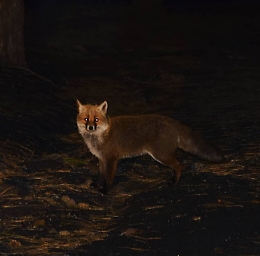Etna: " La nostra montagna non delude mai"