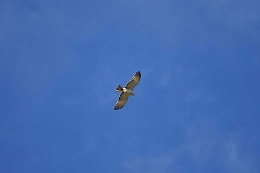 Un biancone nei cieli della riserva di Grotta Palombara