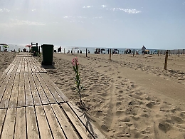Catania, bando del Comune per gestione spiagge libere e solarium