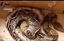 Netturbino trova un boa nella Zona Industriale di Palermo