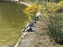 Catania, nuovi alberi al boschetto della Plaia: e si ripopola il laghetto