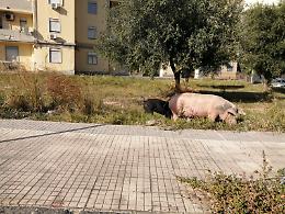 Siracusa, allevamento abusivo nel quartiere Mazzarrona