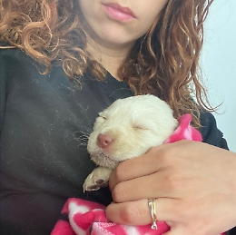 Menfi, cucciolo di cane lanciato da un'auto in corsa