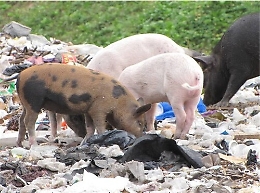 Maiali in giro a Siracusa: sequestrati dalla Polizia dopo segnalazioni