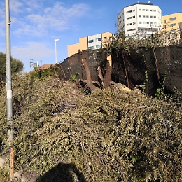 Catania: "violenza" negli alberi in rinascita