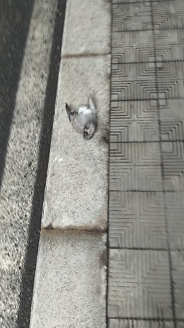 Catania: la via Giuffrida Castorina non viene spazzata da oltre un mese