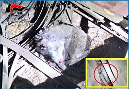 Linguaglossa, teneva due cani in stalla lager: liberati dai carabinieri