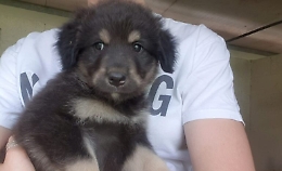 Arriva la "Catania Dog Card", agevolazioni per chi adotta un cucciolo dal canile