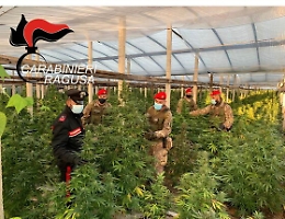 Camion con arbusti di marijuana per le vie di Vittoria: è un sequestro dei Cc