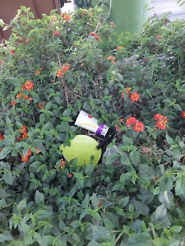 Catania, una città con molti disservizi