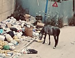 Porto Empedocle, nuova discarica a cielo aperto ed a pranzare ci vanno anche...i cavalli