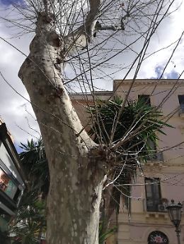 Catania: tagliati gli alberi buoni ma non quelli secchi