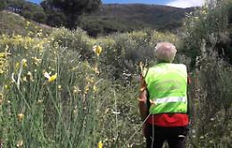 Lipari, mobilitazione per salvare un cane caduto 10 giorni fa in un vallone