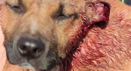Acate, Enpa denuncia: «Bambini tagliano orecchie a cucciolo di cane»