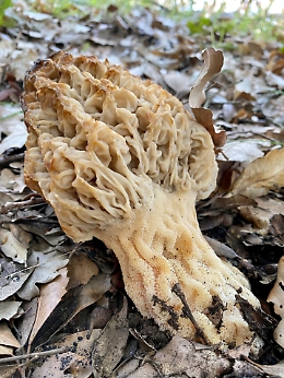 Catania: trovato fungo Morchella gigante in zona Etna sud