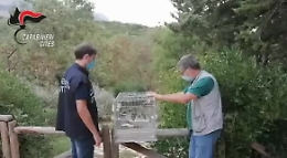 Dall'allevamento lager, ai gufi e cardellini tenuti in gabbia: arriva la Forestale e li libera
