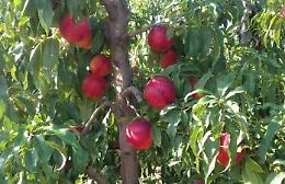 La pesca di Delia è finalmente Igp: c'è l'ok dell'Ue