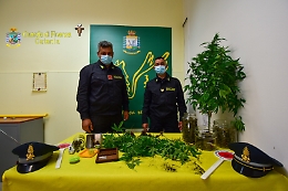 Coltivava ed essiccava marijuana a Giarre e a S. Alfio: arrestato