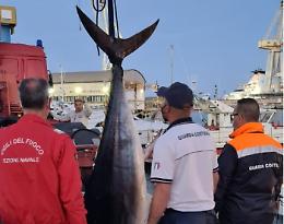 Tonno da 200 chili pescato con attrezzi vietati: sequestrato a Palermo