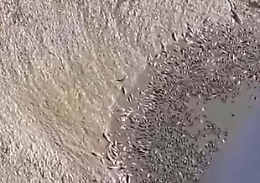 La strage di pesci nella diga Sciaguna "svuotata": inchiesta della Procura di Enna