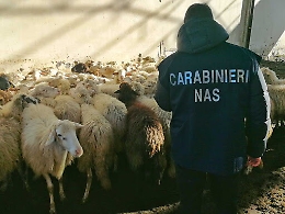 I Nas di Catania sequestrano bestiame e farmaci in azienda agricola
