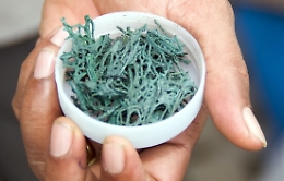 Spirulina, tutti i segreti della microalga prodotta anche in Sicilia: dal food ai cosmetici