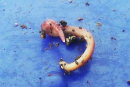 Ecosistema, anche prof dell'Universit&agrave; di Catania in studio su lombrichi "ingegneri"