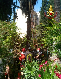 Catania, giardiniere resta "appeso" ad una palma: salvato con elicottero